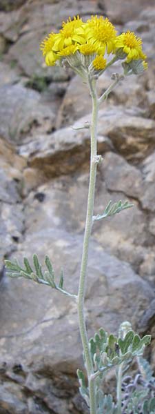 Senecio cineraria \ Aschen-Greiskraut, Silber-Greiskraut / Silver Ragwort, Dusty Miller, F Grand Canyon du Verdon 23.6.2008