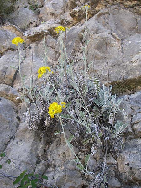 Senecio cineraria \ Aschen-Greiskraut, Silber-Greiskraut / Silver Ragwort, Dusty Miller, F Grand Canyon du Verdon 23.6.2008