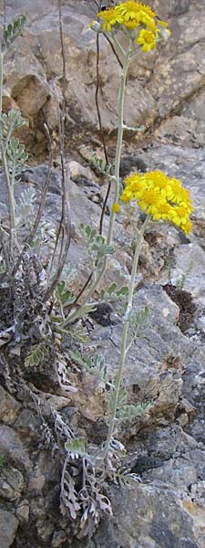 Senecio cineraria \ Aschen-Greiskraut, F Grand Canyon du Verdon 23.6.2008