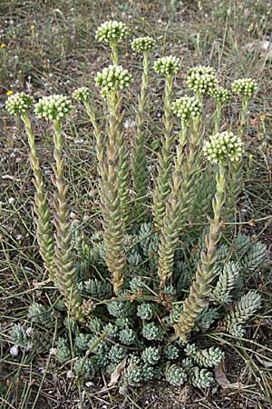 Sedum sediforme \ Nizza-Mauerpfeffer / Pale Stonecrop, F Toreilles 24.6.2008