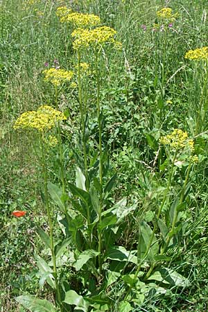 Senecio doria \ Hohes Greiskraut, Fettblttriges Greiskraut, F Tallard 28.6.2008