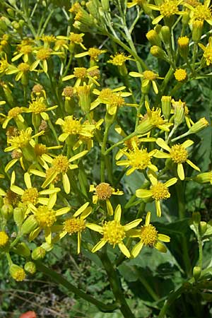 Senecio doria \ Hohes Greiskraut, Fettblttriges Greiskraut / Golden Ragwort, F Tallard 28.6.2008