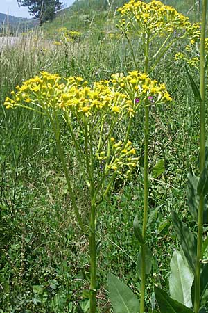 Senecio doria \ Hohes Greiskraut, Fettblttriges Greiskraut / Golden Ragwort, F Tallard 28.6.2008