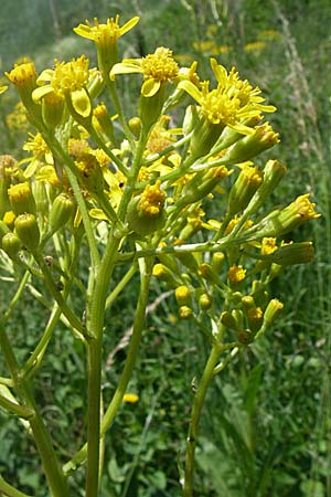 Senecio doria \ Hohes Greiskraut, Fettblttriges Greiskraut, F Tallard 28.6.2008