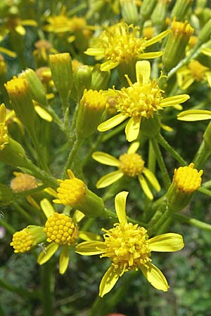 Senecio doria \ Hohes Greiskraut, Fettblttriges Greiskraut / Golden Ragwort, F Tallard 28.6.2008