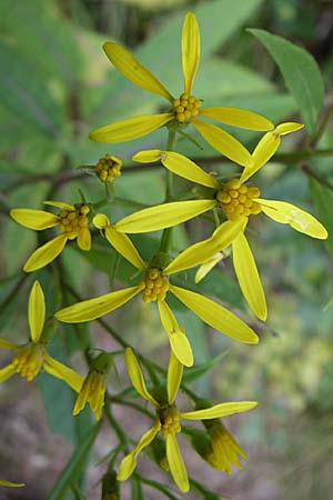 Senecio hercynicus x ovatus \ Greiskraut-Hybride, F Vogesen, Le Markstein 3.8.2008