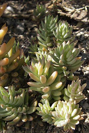 Sedum sediforme \ Nizza-Mauerpfeffer / Pale Stonecrop, F Lac de Salagou 4.6.2009