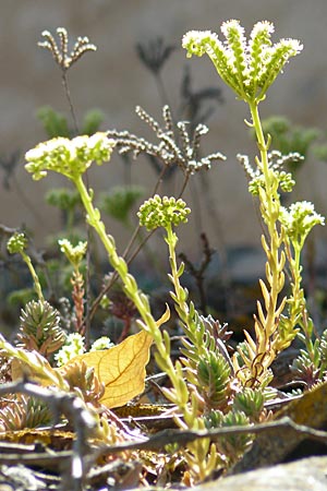 Sedum sediforme \ Nizza-Mauerpfeffer / Pale Stonecrop, F Lac de Salagou 4.6.2009