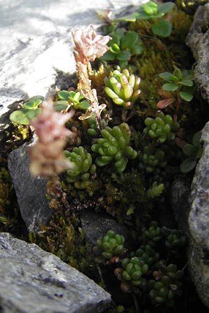 Sedum alpestre \ Alpen-Mauerpfeffer / Alpine Stonecrop, F Pyrenäen/Pyrenees, Gourette 25.8.2011