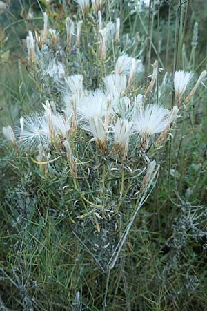 Staehelina dubia \ Zweifelhafte Strauchscharte / Doubtful Staehelina, Pincel, F Pyrenäen/Pyrenees, Ille-sur-Tet 23.7.2018