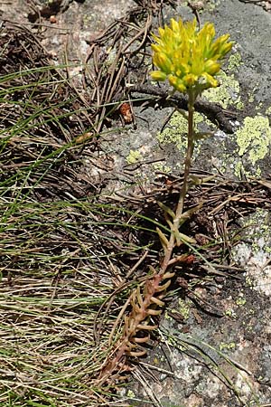 Sedum forsterianum \ Zierliche Felsen-Fetthenne / Rock Stonecrop, Welsh Stonecrop, F Pyrenäen/Pyrenees, Col de Mantet 28.7.2018