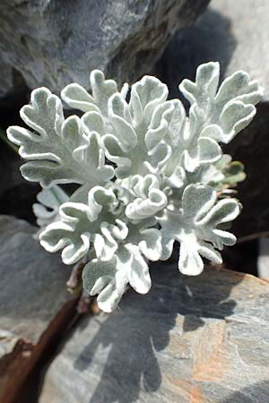 Senecio leucophyllus \ Weiblttriges Greiskraut, F Pyrenäen, Puigmal 1.8.2018