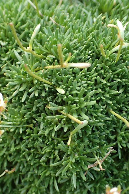 Saxifraga exarata subsp. fastigiata ? \ Aufrechter Moschus-Steinbrech / Erect Musky Saxifrage, F Pyrenäen/Pyrenees, Puigmal 1.8.2018