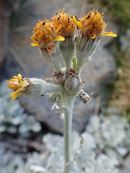 Senecio leucophyllus / Hoary Ragwort, F Pyrenees, Puigmal 1.8.2018