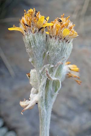 Senecio leucophyllus \ Weiblttriges Greiskraut, F Pyrenäen, Puigmal 1.8.2018