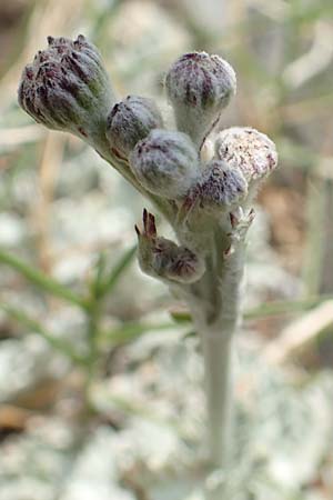 Senecio leucophyllus \ Weiblttriges Greiskraut, F Pyrenäen, Puigmal 1.8.2018