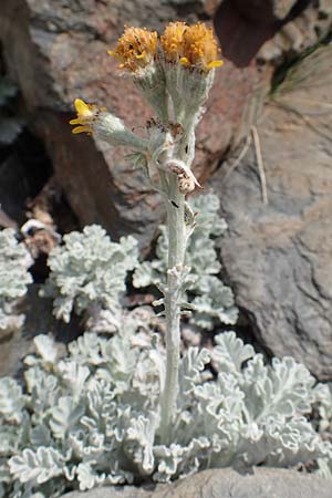 Senecio leucophyllus \ Weiblttriges Greiskraut / Hoary Ragwort, F Pyrenäen/Pyrenees, Puigmal 1.8.2018