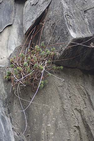 Sedum ochroleucum / European Stonecrop, F St. Disdier 9.10.2021