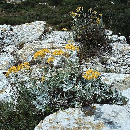 Senecio cineraria \ Aschen-Greiskraut, Silber-Greiskraut / Silver Ragwort, Dusty Miller, F Les Baux 8.6.1982