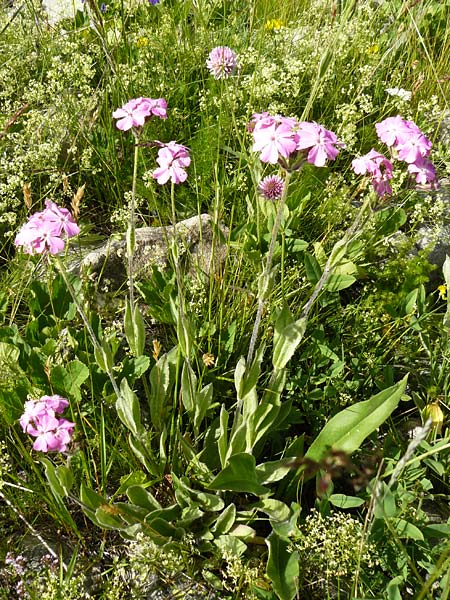 Silene flos-jovis \ Jupiter-Lichtnelke / Flower of Jove, F Col de la Bonette 8.7.2016