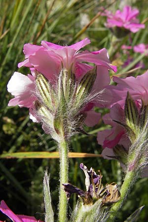 Silene flos-jovis \ Jupiter-Lichtnelke / Flower of Jove, F Col de la Bonette 8.7.2016