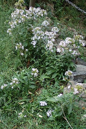 Saponaria officinalis \ Gemeines Seifenkraut / Soapwort, F Pyrenäen/Pyrenees, Saint-Martin du Canigou 25.7.2018