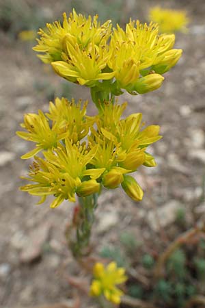 Sedum forsterianum \ Zierliche Felsen-Fetthenne / Rock Stonecrop, Welsh Stonecrop, F Pyrenäen/Pyrenees, Col de Mantet 28.7.2018