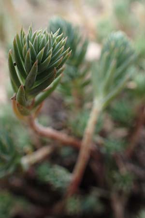 Sedum forsterianum \ Zierliche Felsen-Fetthenne / Rock Stonecrop, Welsh Stonecrop, F Pyrenäen/Pyrenees, Col de Mantet 28.7.2018