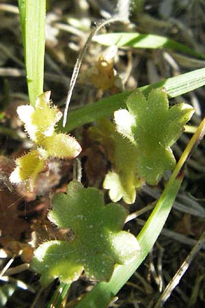 Saxifraga granulata \ Knllchen-Steinbrech / Meadow Saxifrage, F Mont Aigoual 8.6.2006