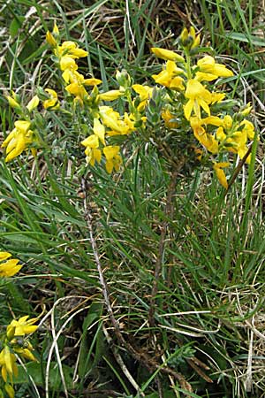 Ulex europaeus \ Europischer Stechginster / Gorse, F Pyrenäen/Pyrenees, Eyne 14.5.2007