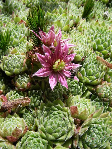 Sempervivum x giuseppii \ Giuseppis Hauswurz, F Vogesen, Botan. Gar.  Haut Chitelet 5.8.2008