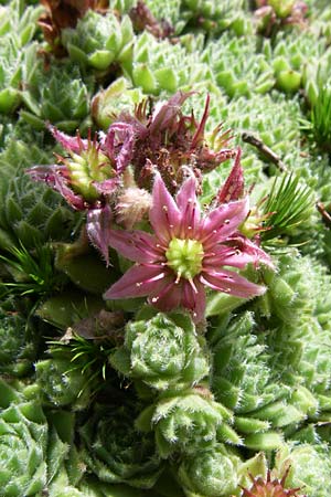 Sempervivum x giuseppii \ Giuseppis Hauswurz / Giuseppi's House-Leek, F Vogesen/Vosges, Botan. Gar.  Haut Chitelet 5.8.2008