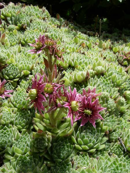 Sempervivum x giuseppii \ Giuseppis Hauswurz, F Vogesen, Botan. Gar.  Haut Chitelet 5.8.2008