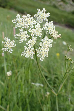 Athamanta cretensis ? \ Gewhnliche Augenwurz, Alpen-Augenwurz / Candy Carrot, F Col de la Bonette 8.7.2016