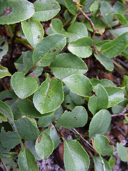 Salix herbacea \ Kraut-Weide / Dwarf Willow, Snowbed Willow, F Vogesen/Vosges, Botan. Gar.  Haut Chitelet 5.8.2008