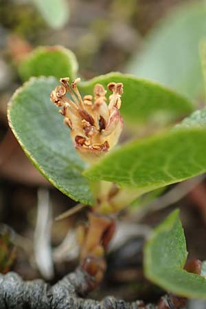 Salix herbacea \ Kraut-Weide / Dwarf Willow, Snowbed Willow, F Col de la Bonette 8.7.2016