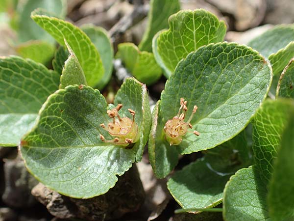 Salix herbacea \ Kraut-Weide / Dwarf Willow, Snowbed Willow, F Col de la Bonette 8.7.2016