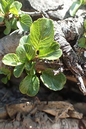 Salix herbacea \ Kraut-Weide / Dwarf Willow, Snowbed Willow, F Col de la Cayolle 9.7.2016