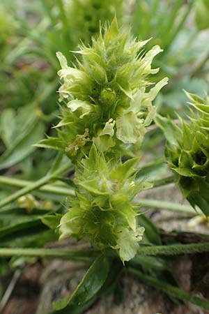 Sideritis hyssopifolia subsp. eynensis \ Pyrenen-Gliedkraut, F Pyrenäen, Eyne 4.8.2018