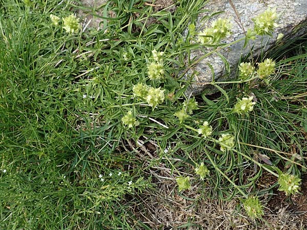 Sideritis hyssopifolia subsp. eynensis \ Pyrenäen-Gliedkraut / Pyrenean Ironwort, F Pyrenäen/Pyrenees, Eyne 4.8.2018
