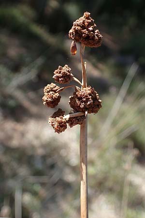 Scirpoides holoschoenus \ Kugelbinse / Round-Headed Club-Rush, F Maures, La Garde Freinet 8.10.2021