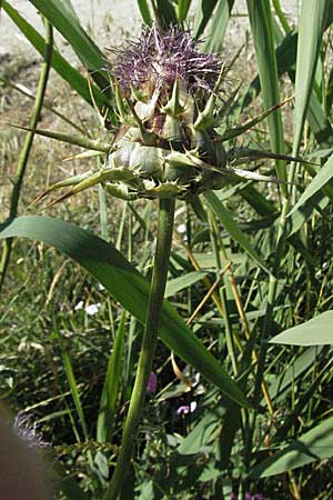 Silybum marianum \ Marien-Distel, F S. Gilles 7.6.2006