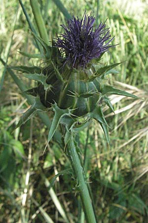 Silybum marianum \ Marien-Distel, F S. Gilles 7.6.2006