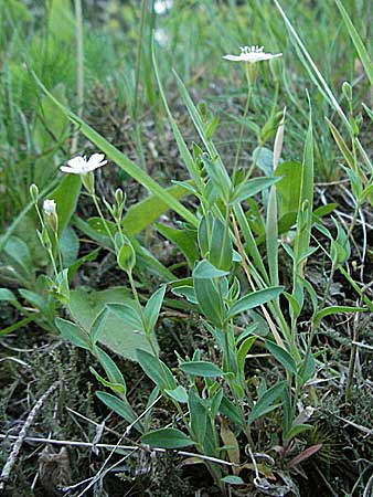 Silene rupestris \ Felsen-Leimkraut / Rock Campion, F Allevard 11.6.2006