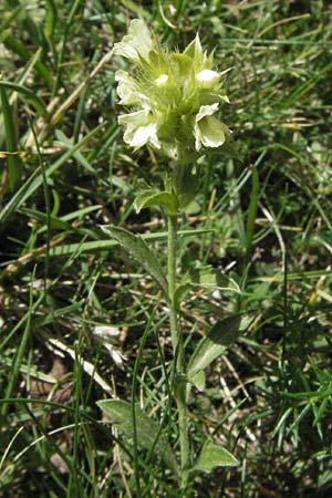 Sideritis hyssopifolia subsp. eynensis \ Pyrenen-Gliedkraut / Pyrenean Ironwort, F Pyrenäen/Pyrenees, Eyne 9.8.2006