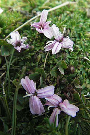 Silene exscapa \ Kiesel-Polsternelke, Silikat-Polsternelke, F Pyrenäen, Eyne 9.8.2006