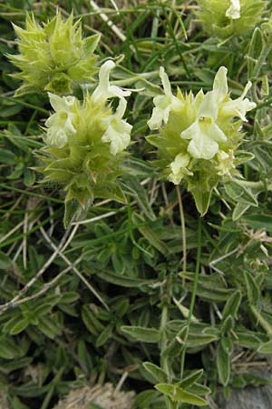 Sideritis hyssopifolia subsp. eynensis \ Pyrenäen-Gliedkraut / Pyrenean Ironwort, F Pyrenäen/Pyrenees, Eyne 9.8.2006
