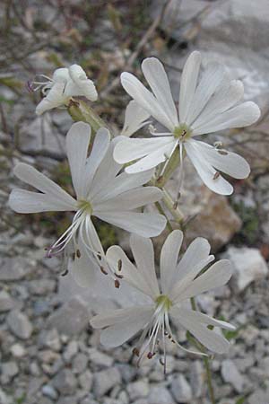 Silene italica \ Italienisches Leimkraut / Italian Campion, F Clue de Chabrieres 12.5.2007