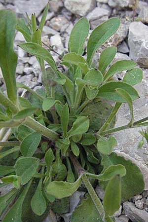 Silene italica / Italian Campion, F Clue de Chabrieres 12.5.2007