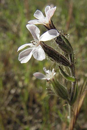 Silene gallica \ Franzsisches Leimkraut, F Maures, Bois de Rouquan 12.5.2007